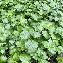 Load image into Gallery viewer, ASHITABA HERBAL TEA/ 30 TEA BAGS (3G EACH)