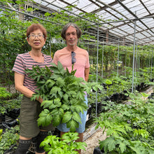 Load image into Gallery viewer, Ashitaba Root Herbal Tea/ 10 tea bags (3g each) in an aluminium package