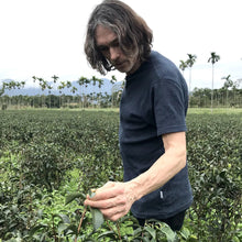 Load image into Gallery viewer, Wild DAH YEH GREEN TEA/ WEIGHT CONTROL/ 10 COLD BREW PYRAMID TEA BAGS (2.5G EACH)