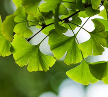 Load image into Gallery viewer, Ginkgo Herbal Tea/ 20 tea bags (3g each)