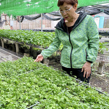 Load image into Gallery viewer, JIAOGULAN HERBAL TEA/ 30 TEA BAGS (3G EACH)