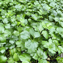 Load image into Gallery viewer, Ashitaba Root Herbal Tea/ 10 tea bags (3g each) in an aluminium package
