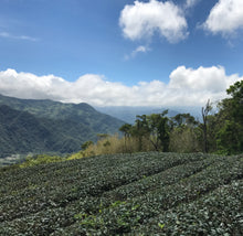 Load image into Gallery viewer, Wild Oolong Tea/ PH balance/ 8 Cold or Hot Brew Pyramid tea bags (2.5g each)
